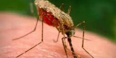 ما هو مرض الملاريا