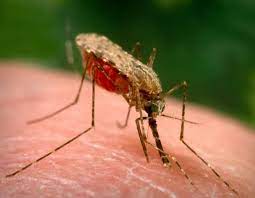 ما هو مرض الملاريا